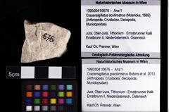 Foto (Objket + Etiketten) von Cracensigillatus gracilirostrus (Robins et al., 2013) 